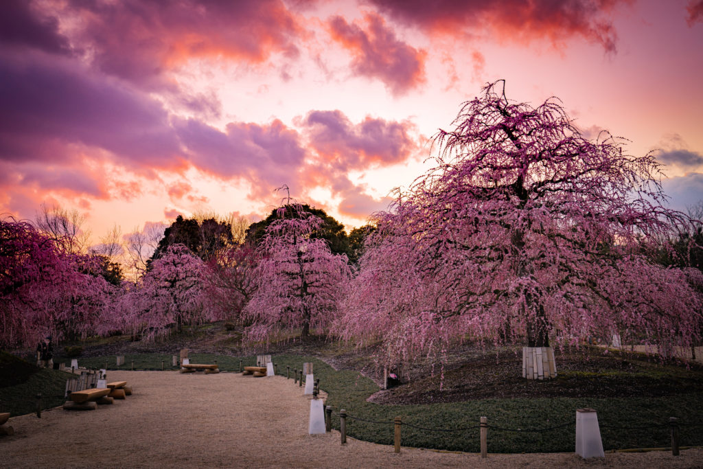 梅を見るなら鈴鹿の森庭園に行こう。 | ToshioBlog