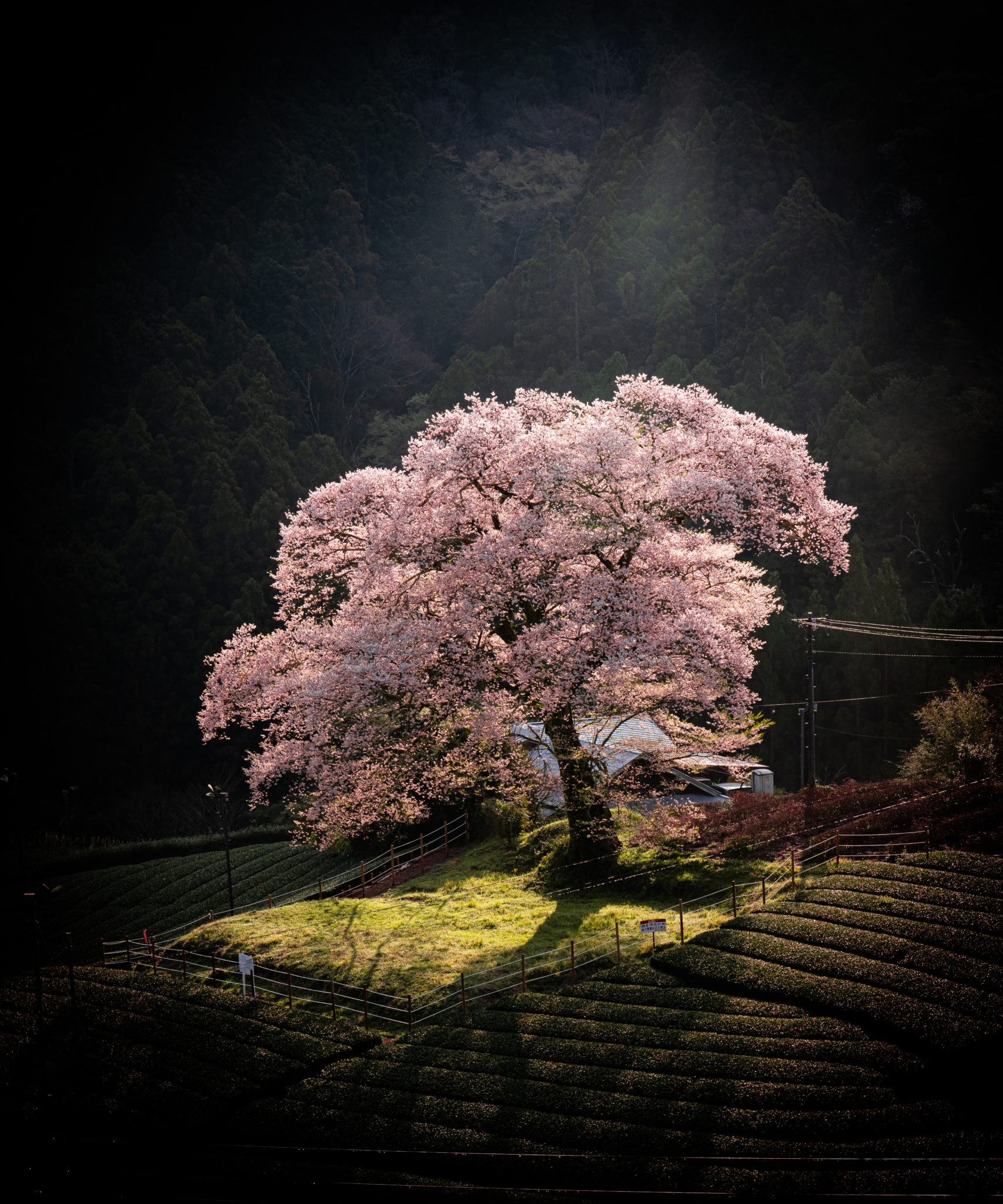 桜のおすすめ絶景写真スポット | ToshioBlog